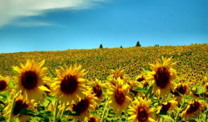 Biomimetica: i nuovi impianti  si ispirano ai girasoli