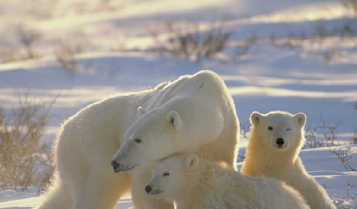 L'orso polare esiste da 600mila anni
