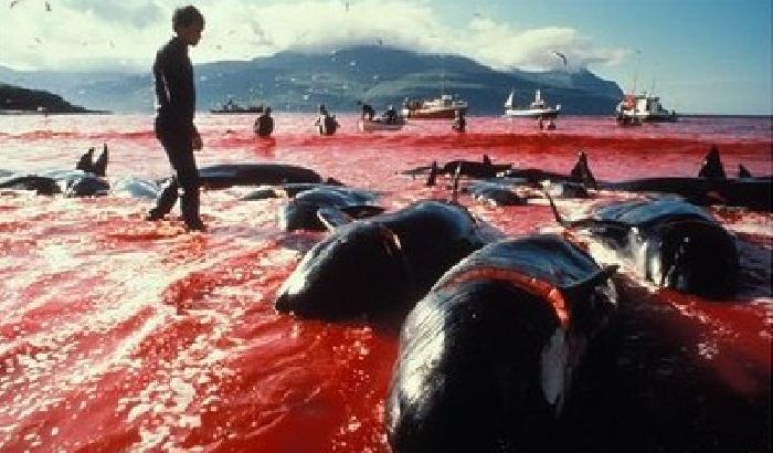 Caccia alle balene, uno scandalo mondiale