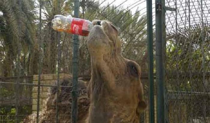 Il cammello che non sa rinunciare alla Coca Cola