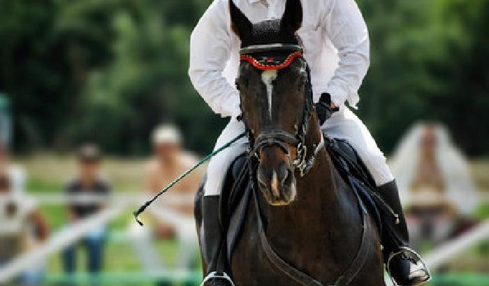 Rivoluzione nell'equitazione: sì ai cavalli clonati