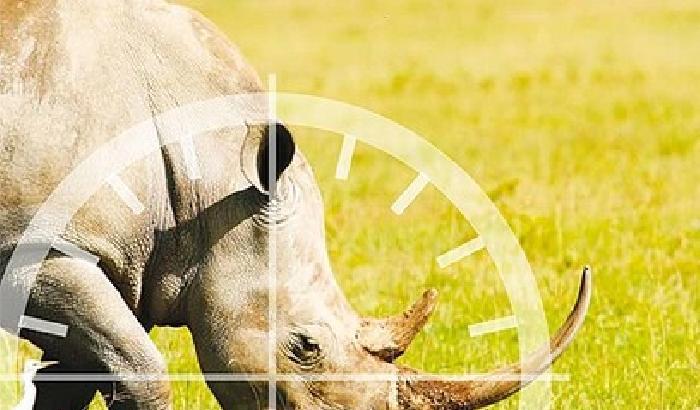 Il Vietnam al primo posto per bracconaggio i di rinoceronti