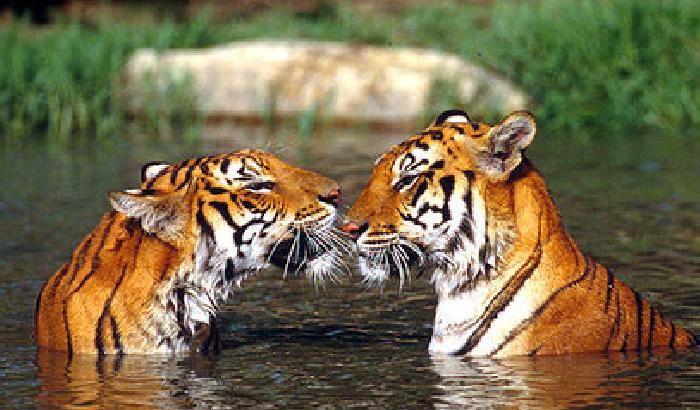 L'India dice stop al turismo alla tigre