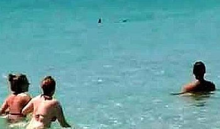 Uno squalo tra i bagnanti a Ostia