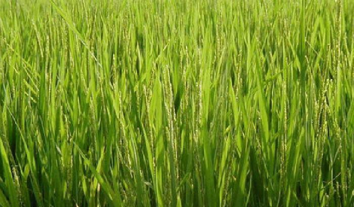 Alimentazione: un gene per aumentare la produzione del riso