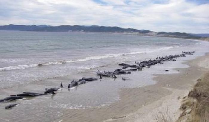 Florida: spiaggiate 22 balene, 5 in vita