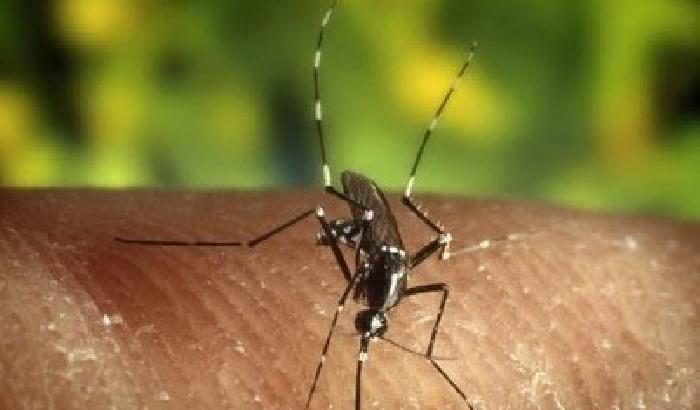 Serbia, virus Nilo occidentale uccide tre persone