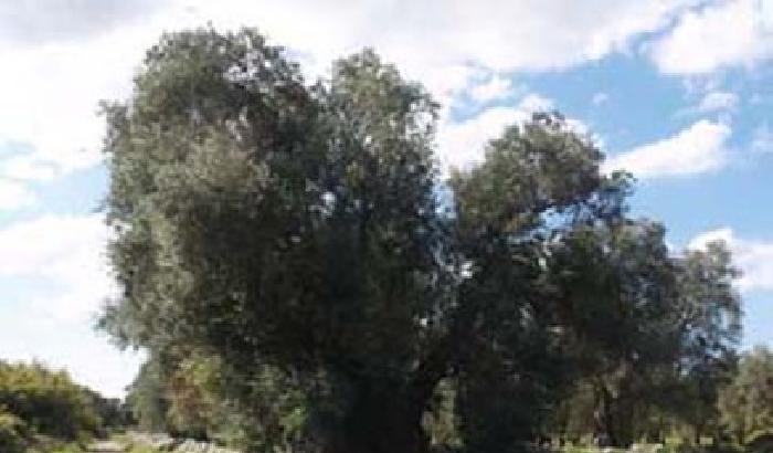 L’olio per la tavola degli Obama? Da un albero millenario di Lecce