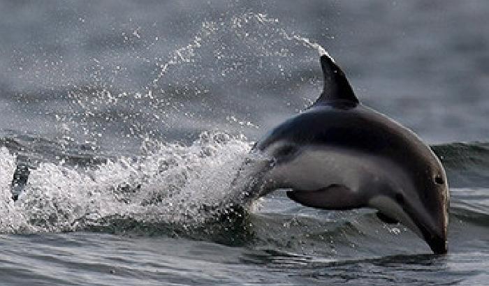 Ucraina: la marina addestra delfini killer