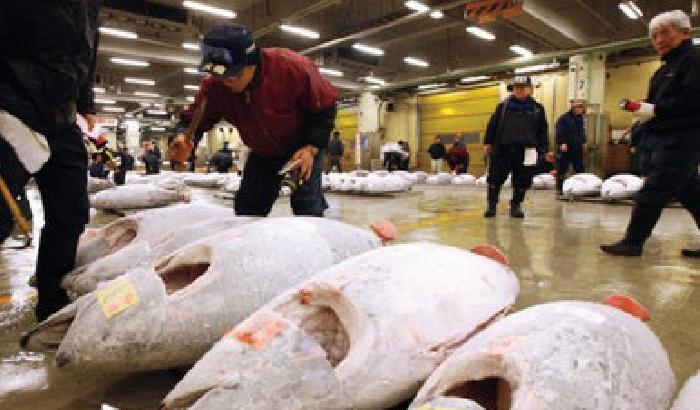 Il pesce di Fukushima è ancora radioattivo