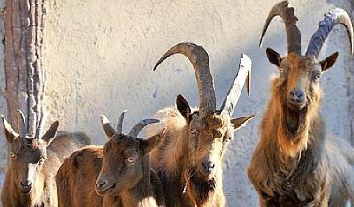 Rischio estinzione per le capre di Montecristo