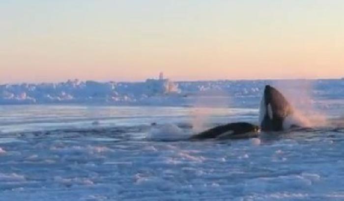 Canada, 12 orche intrappolate tra i ghiacci (Vd)