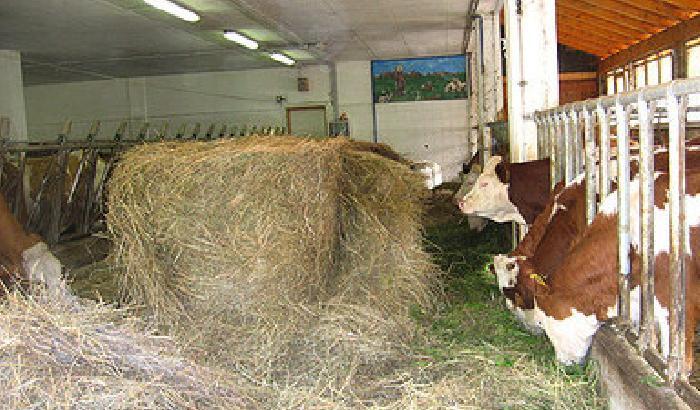 Freddo, animali in pericolo. L'allarme di Coldiretti