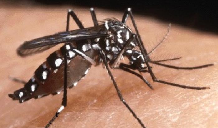 Come combattere le zanzare senza avvelenarci