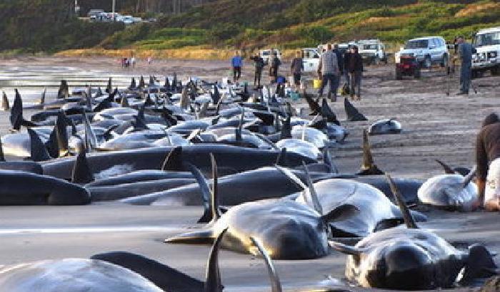 Allarme in Patagonia, record di balene morte