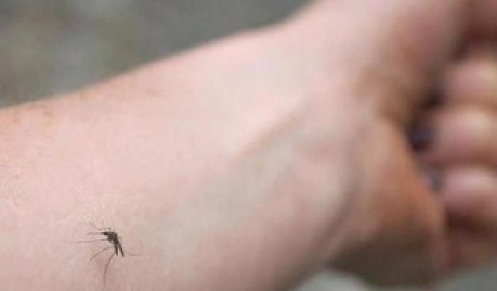 Pisapia e la guerra delle zanzare