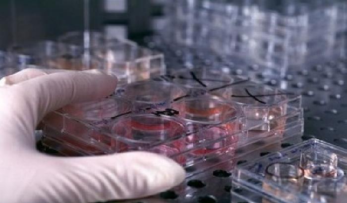 La regione Sicilia autorizza due strutture per cure Stamina