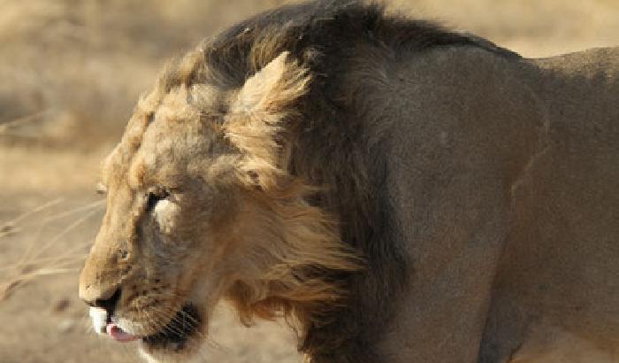 India: in Gir con il leone