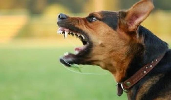 Neonata aggredita da un cane: ferite gravi al volto