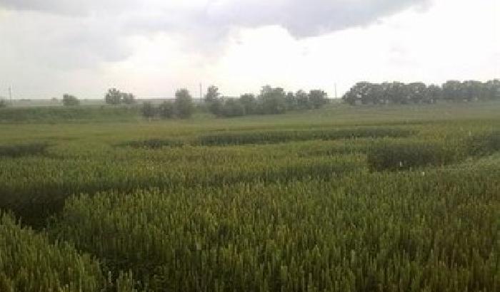 La Cina verso la conquista dell'Ucraina: Pechino compra il grano di Kiev