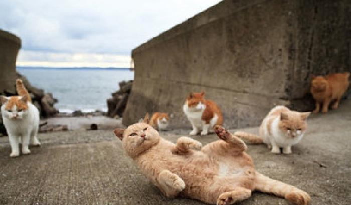 Tashirojima, l'isola dedita al culto dei gatti