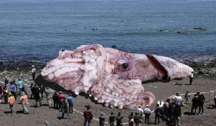 00D00C-NEWS_105542 La bufala del calamaro gigante fa il giro del web