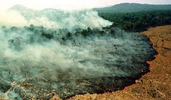 I narcos messicani annientano le foreste del Centro America