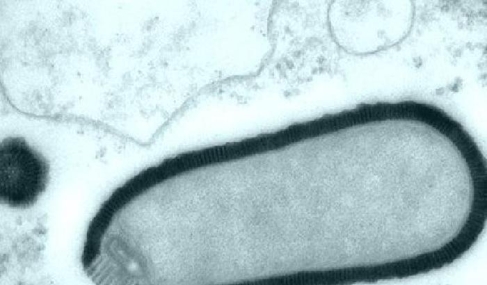 Un virus gigante dalla Siberia torna a vivere dopo 30 mila anni