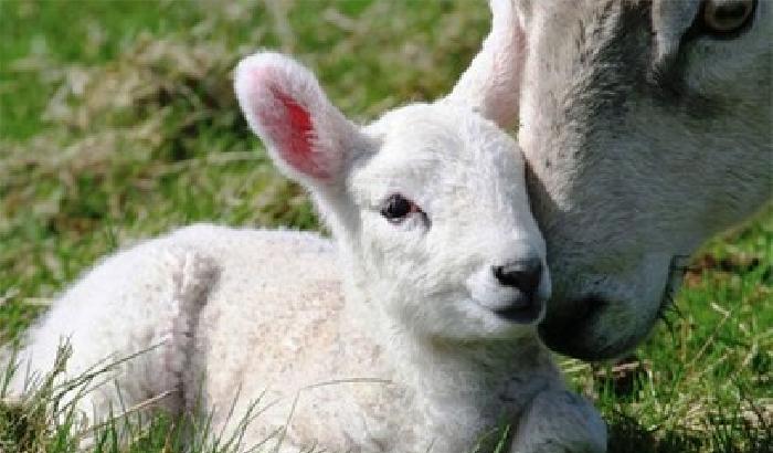 «A Pasqua risparmiate gli agnelli»