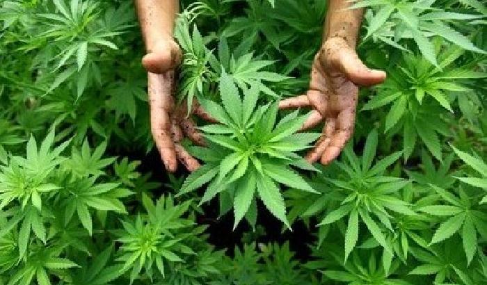 Cannabis liberalizzata in Uruguay: arriva la nuova legge