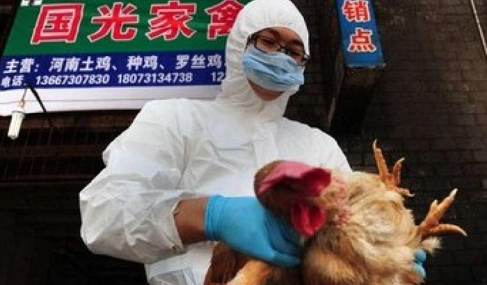 Allarme aviaria: primo morto in Cina