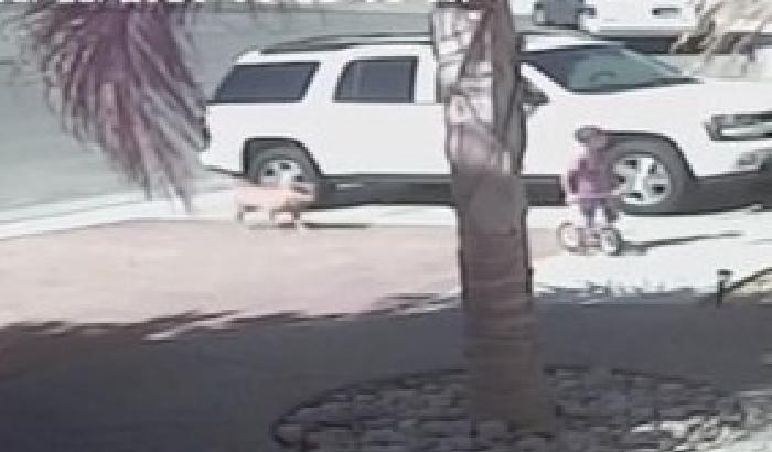 Il gatto eroe salva un bimbo da un cane feroce