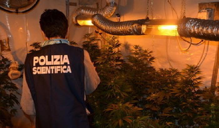 Nella chiesa del '700, una piantagione di marijuana