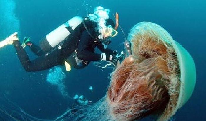 L'invasione delle meduse: gli stabilimenti mettono le reti