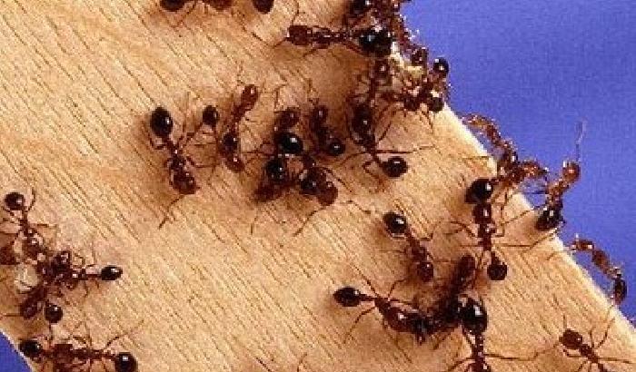 Come salvarci dalle formiche: ecco i consigli green