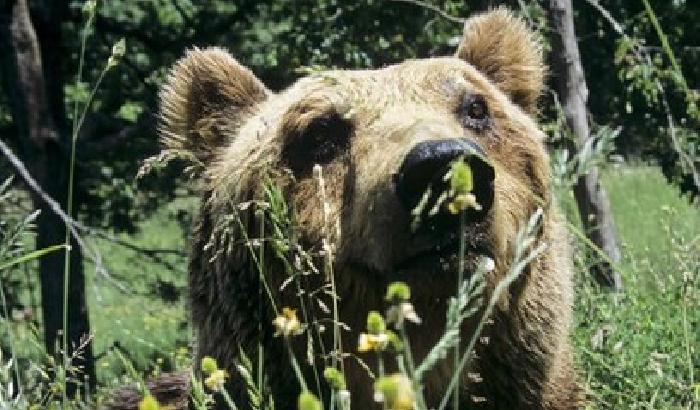 Daniza uccisa durante la cattura, la rabbia esplode sul web
