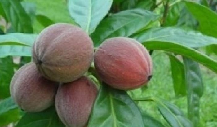 Le bacche di Blushwood potrebbero curare il cancro