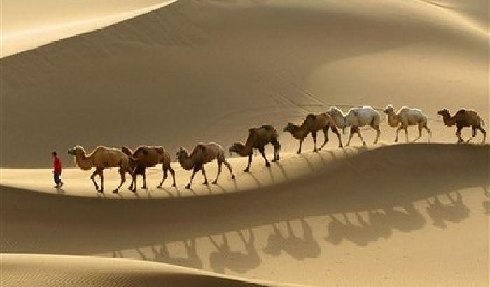 Ecco come fanno i cammelli a sopravvivere nel deserto