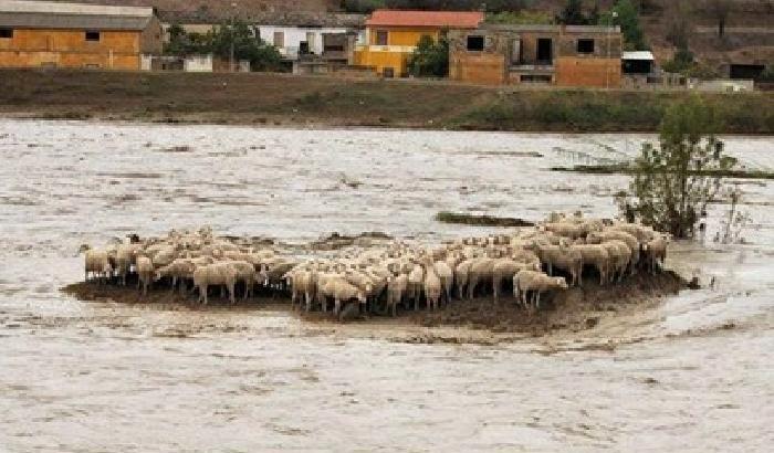 Maltempo, a Carrara salvati dall'acqua 600 animali