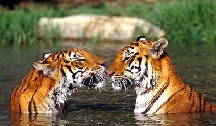 Tigri, panda e altre 440 specie a rischio estinzione entro il 2050