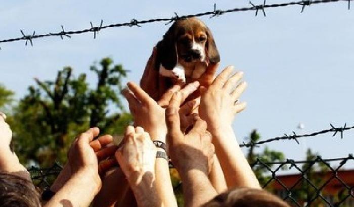 Giustizia per i beagle di Green Hill