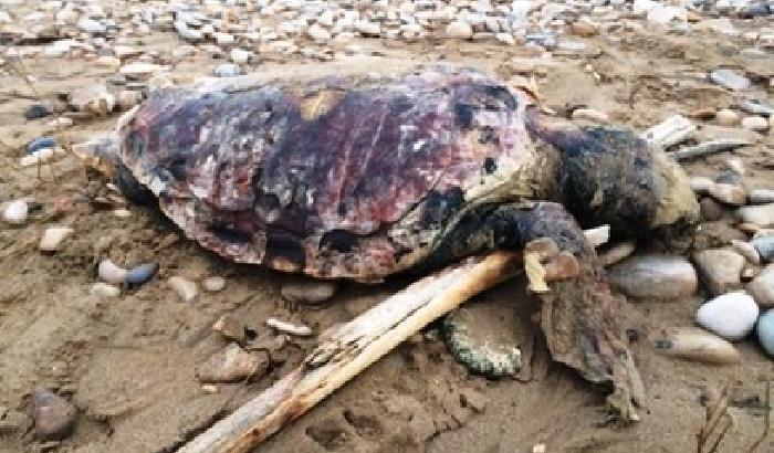 Maltempo in Abruzzo, muoiono tre tartarughe spiaggiate