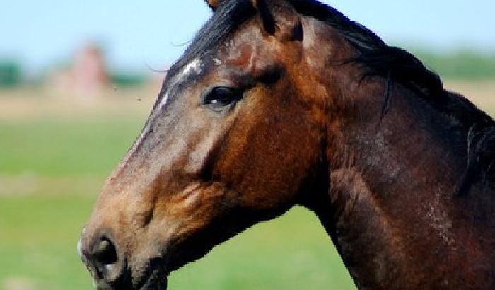 011547-NEWS_143783 Cavalla violentata dallo stalliere: denunciato