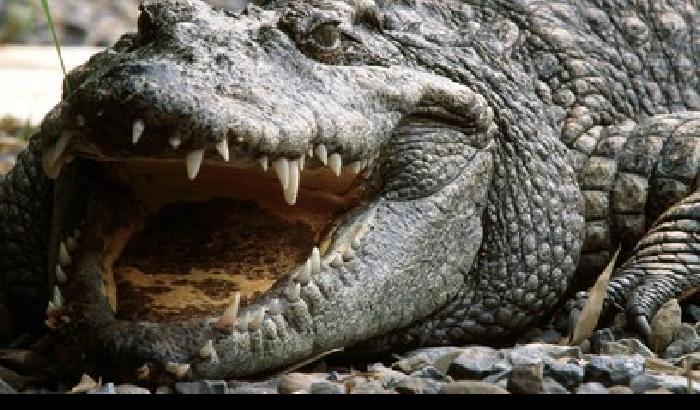 Un coccodrillo sta per sbranarla: la madre la salva