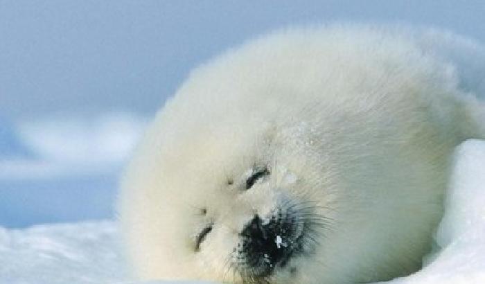 Mattanza di foche in Canada: ne verranno uccise 468mila