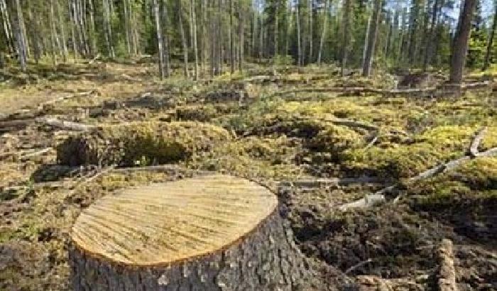 Allarme foreste: 170 milioni di ettari a rischio
