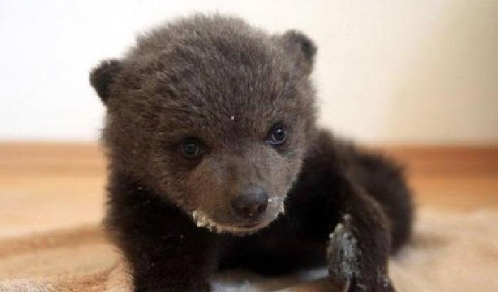 Villavallelonga, avvistato cucciolo di orso senza mamma