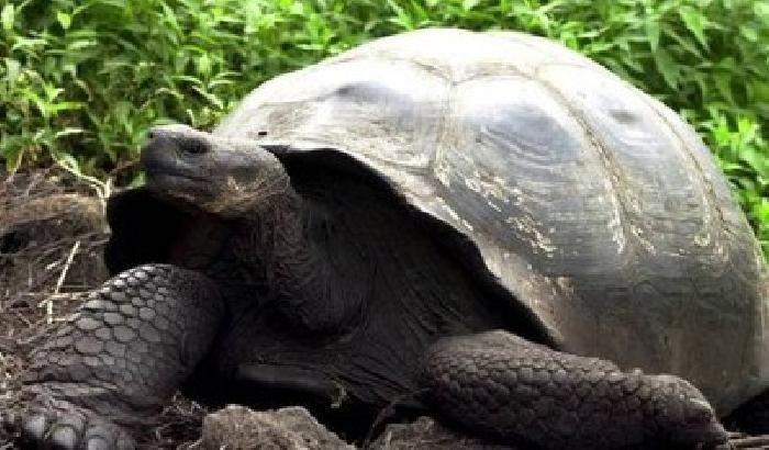 Soppressa una tartaruga gigante nello zoo di San Diego