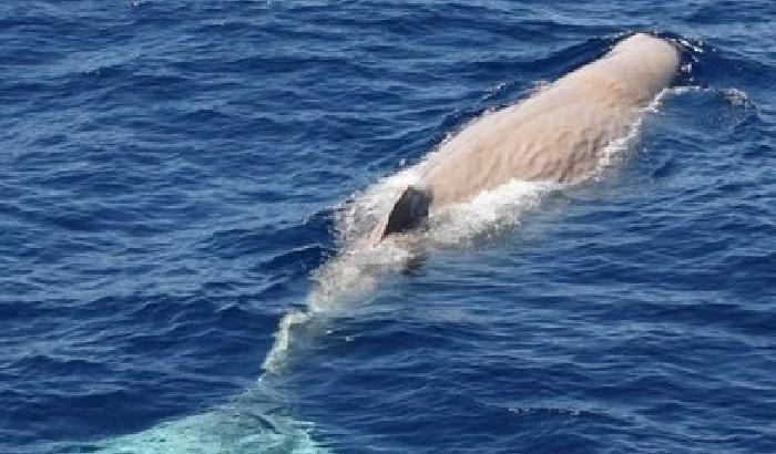 Sardegna, avvistato capodoglio bianco: Moby Dick è tornato