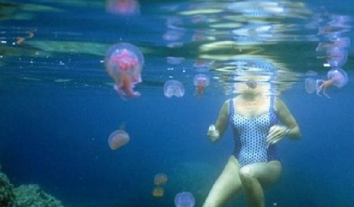 Venezia, la capitaneria salva un gruppo di ragazze accerchiate da meduse